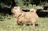 NORWICH TERRIER 043